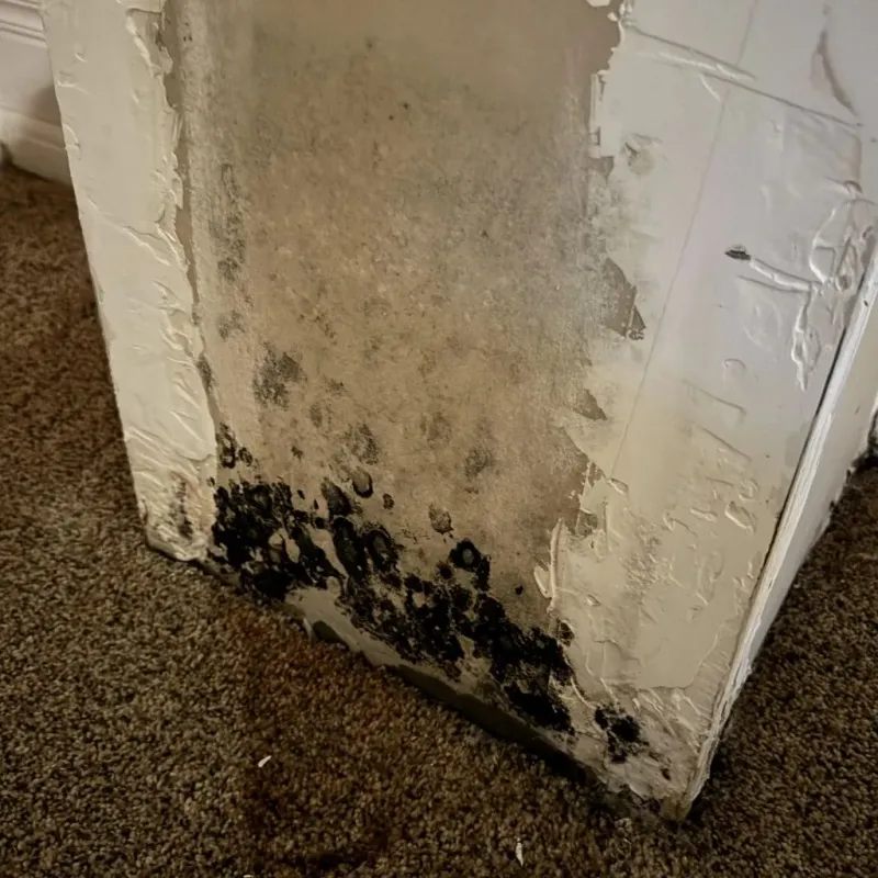 Professional Mold Removal in Heber Springs, AR